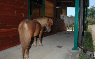 Maneggio:



All'interno dell’Agriturismo sorge il Centro Equitazione, dotato di scuderia, campo in  ...